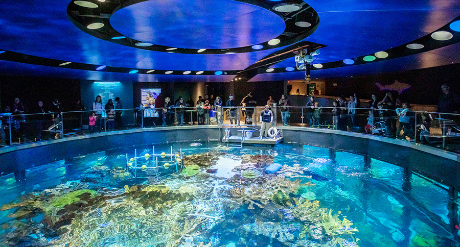 New England Aquarium – Giant Ocean Tank